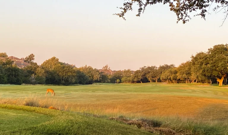Canyon Springs Sunset with Deer