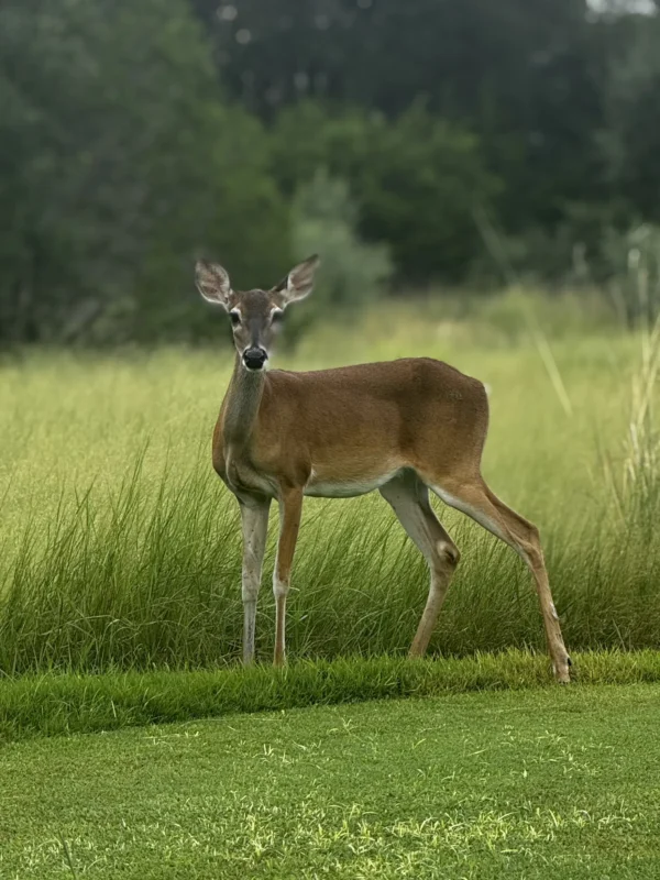 Canyon Springs Wildlife